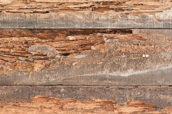 Traces of termites eat old wood.